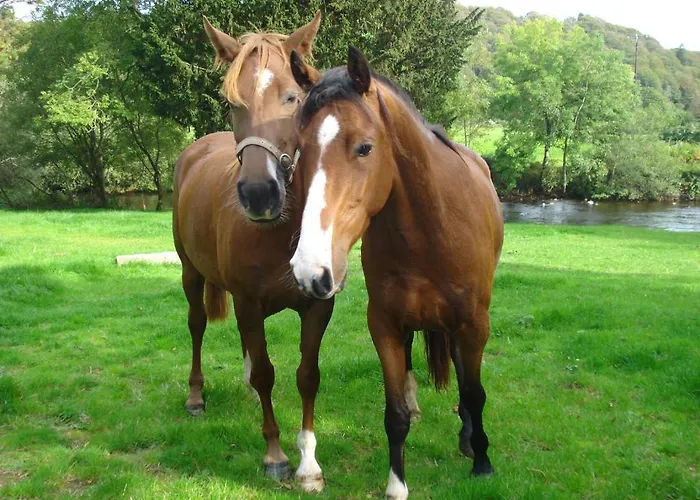 Gæstehus Ashton House Avoca